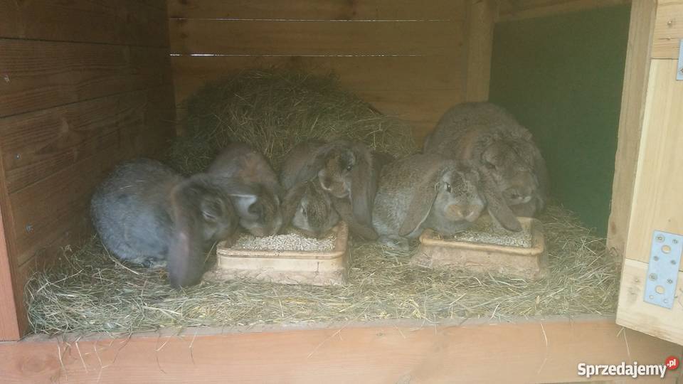 Kroliki Nowozelandzki Bialy i Baran Kosewo