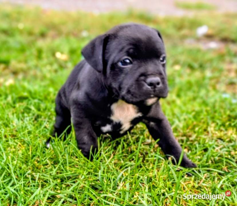 Staffordshire bull terrier mazowieckie Przysucha