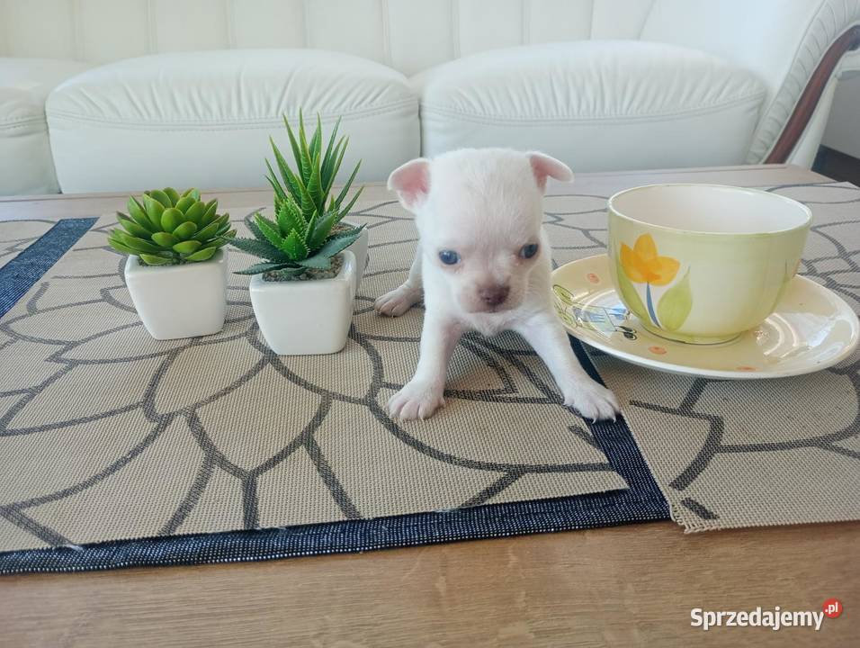 Chihuahua minimini suczki z rodowodem Chihuahua Opole