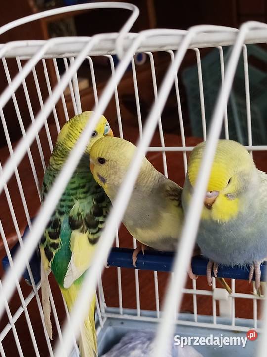 Sprzedam papugi faliste Mechlin sprzedam