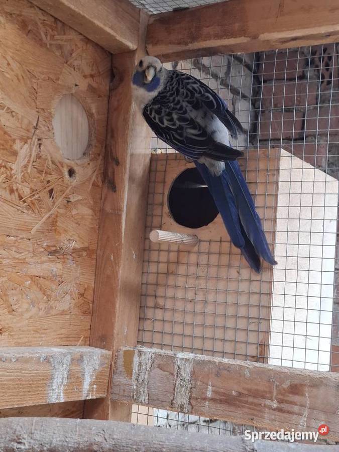 Rozella królewska samiec