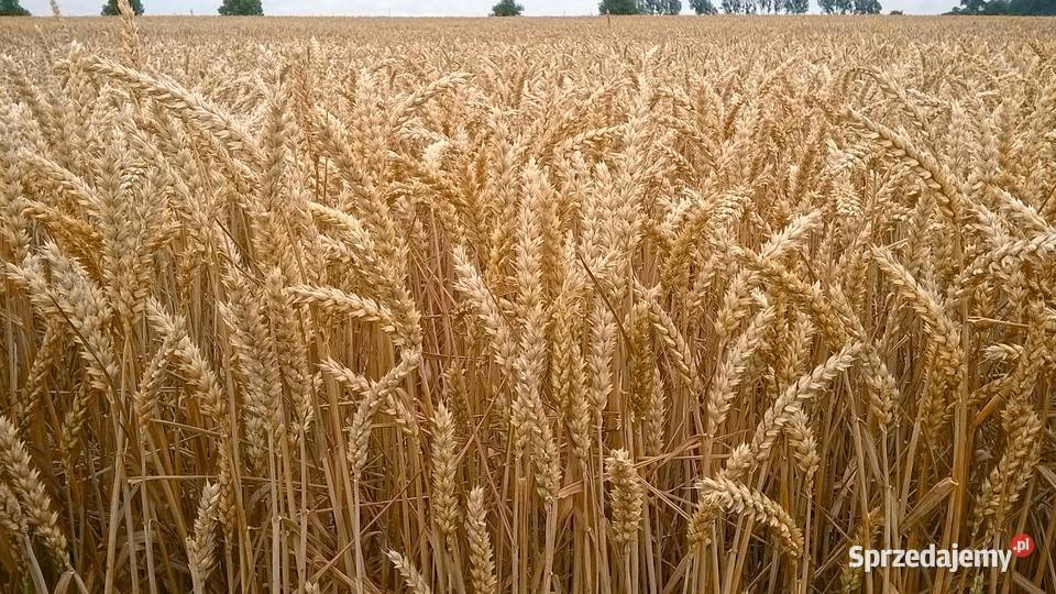 Pszenica czysta Trzebnica