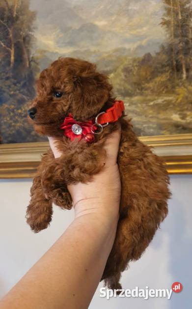 Pudel Toy red śliczna suczka Częstochowa