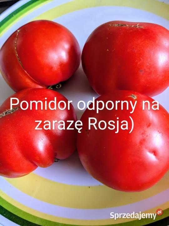 Pomidor Rosja Syberia Nasiona kolekcja odporny Nasiona Kraków