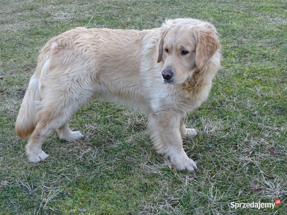 Golden retriever 10 miesięczny mazowieckie Przysucha