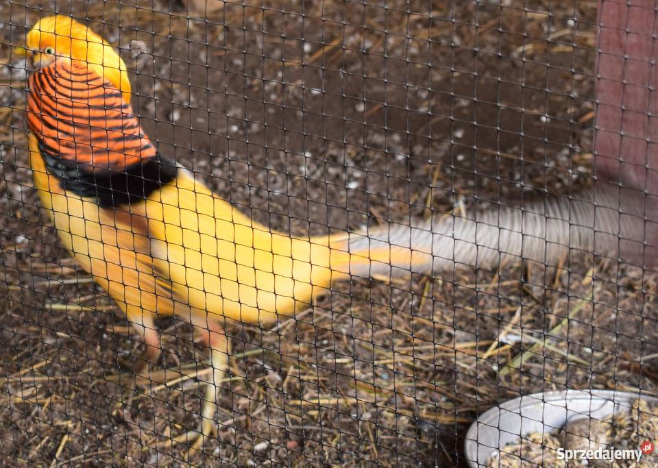 Bażanty złote bananowe pomorskie