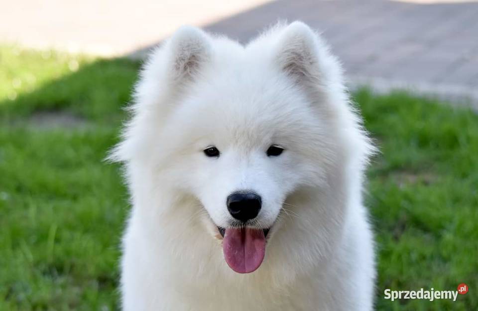 Samoyed szczeniak samiec do odbioru Sesto Senso Zduńska Wola