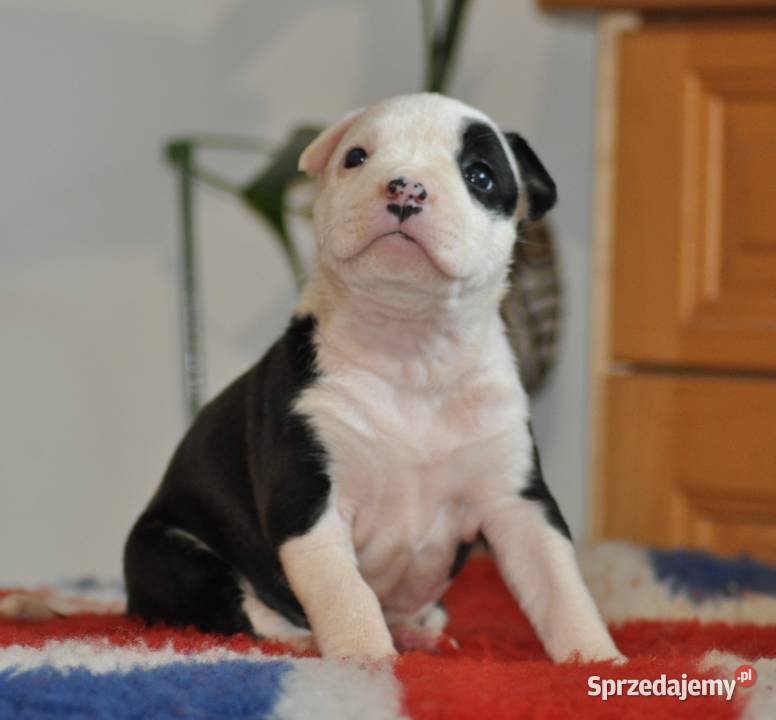 Amstaff ZKWP FCI śliczna suczka Koziegłowy