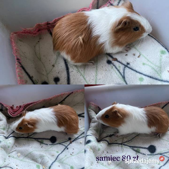 Świnki morskie sprzedam Dobra Nadzieja