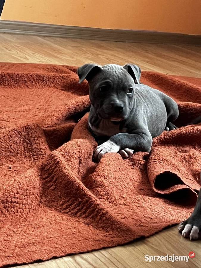 Sprzedam Amstaff Jastków