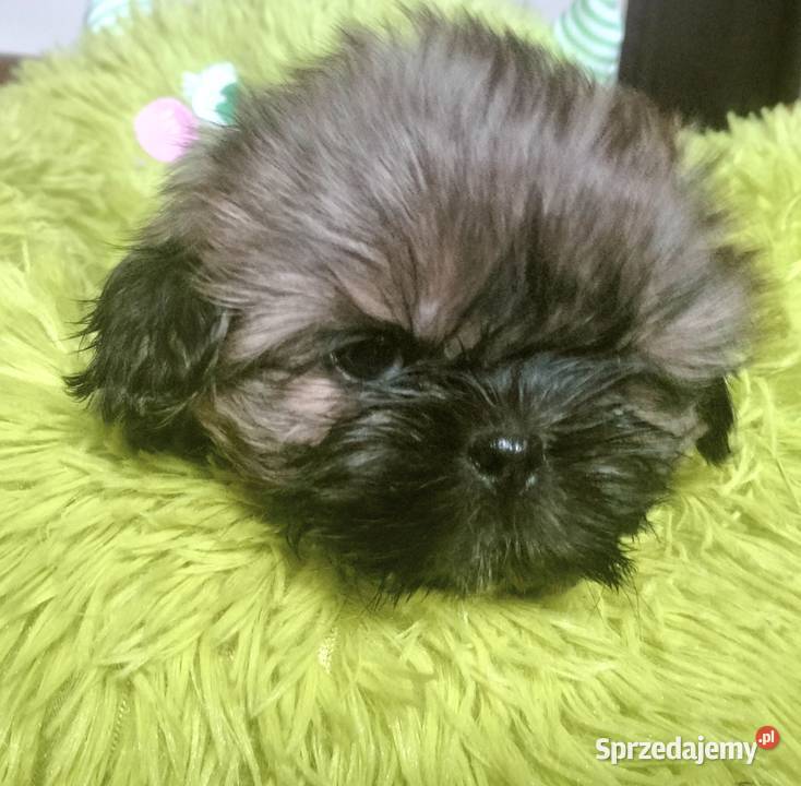 Shih tzu FCI sprzedam