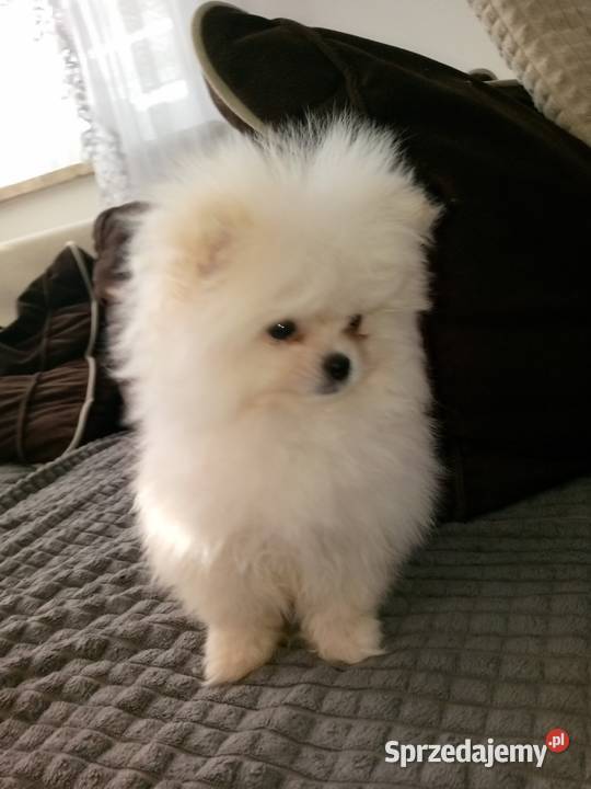 szpic miniaturowy pomeranian miski mieszczą się Szpic miniaturowy mazowieckie Warszawa