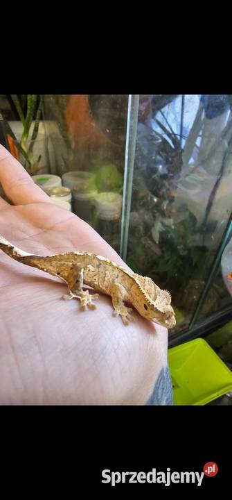 Gekon orzęsiony pinstripe mlode terrarium nsex zachodniopomorskie Koszalin