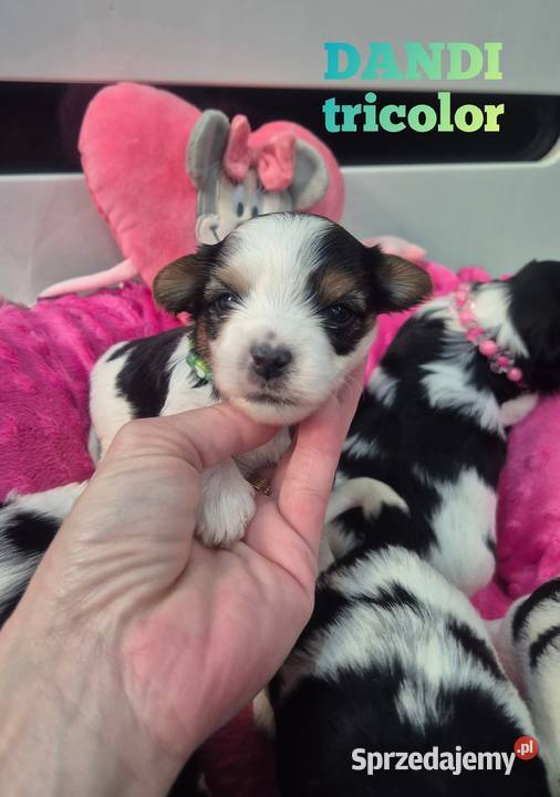 Piesek yorkshire terrier biewer tricolor łódzkie Łódź