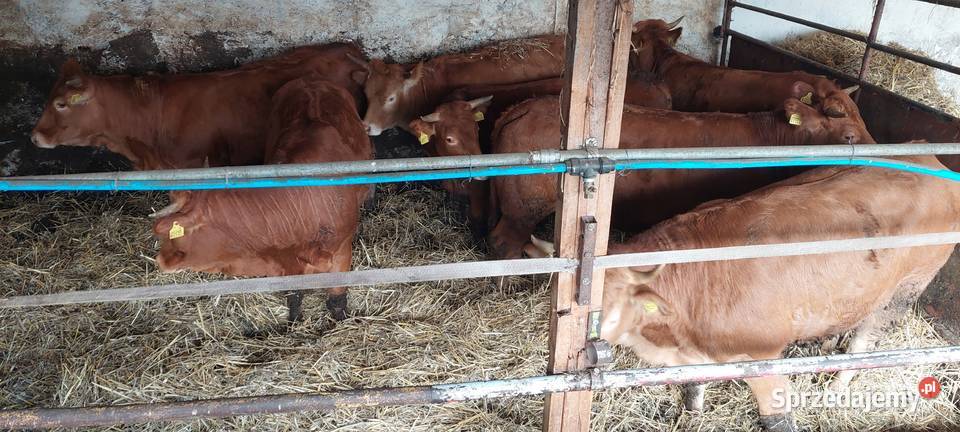 Odsadki jałówki lm limousine