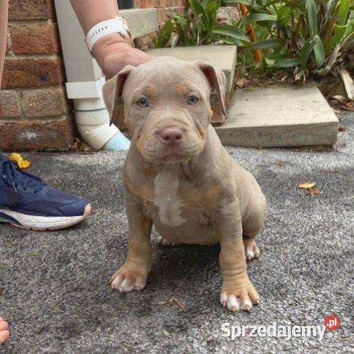Piekne amstaffy Warszawa