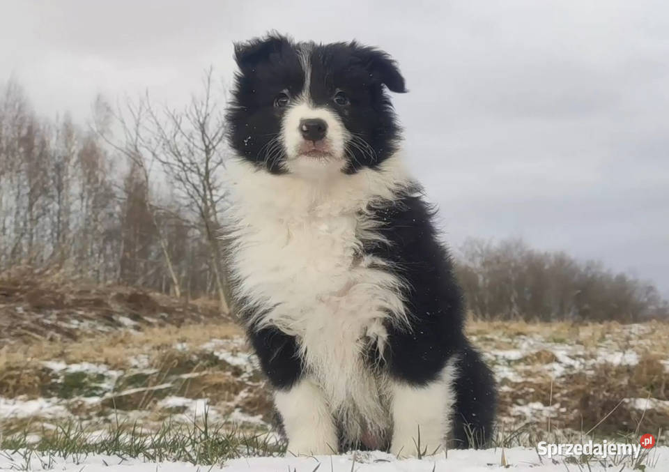 Rasowa Suczka BORDER COLLIE z Hodowli Szczenię z Kraków