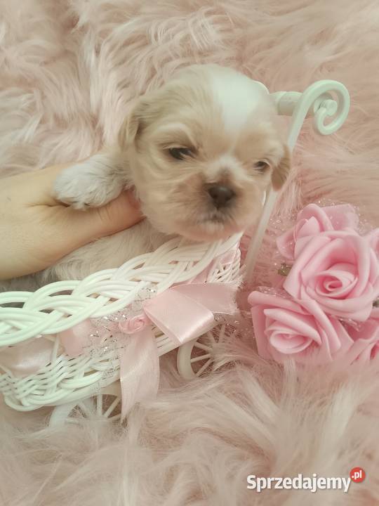 Przepiękna suczka rasy ShihTzu szuka domku Kępno