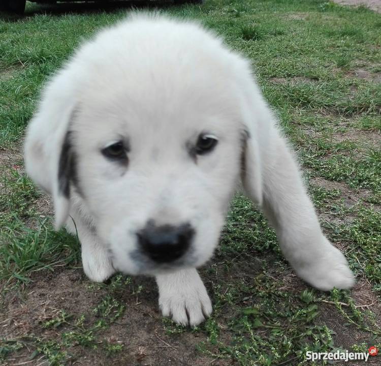 Owczarek środkowoazjatycki piesek Kozienice