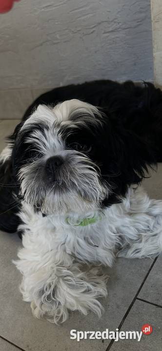 Szczeniaki Shihtzu dolnośląskie Wrocław
