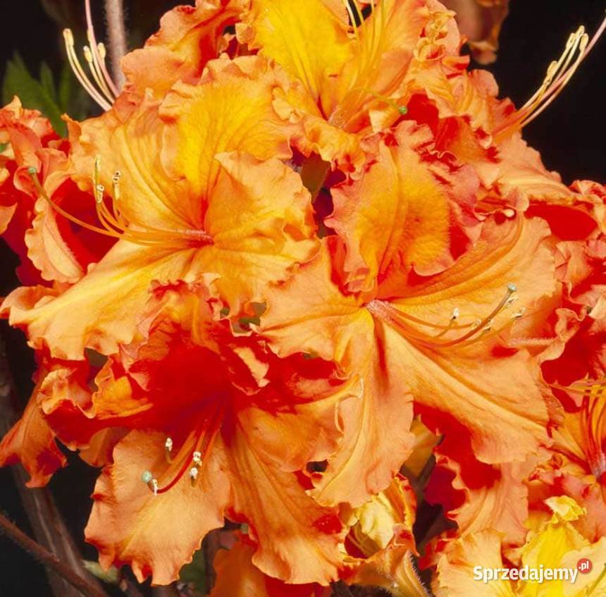 Azalia Wielkokwiatowa piękne kolory WIOSNĄ