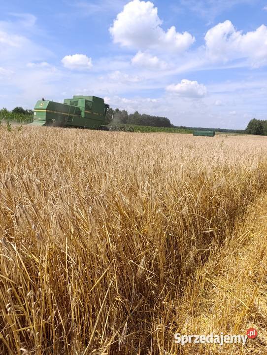 Jęczmień ozimy midnight 6rzędowy lubelskie