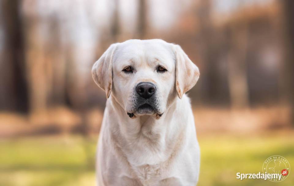 Labrador retriever ZKwPFCI najlepszy