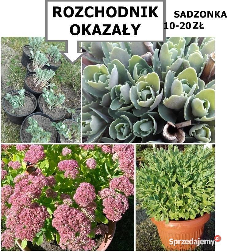 PNĄCZE dzikie winona ściany ogrodzeniataraS zachodniopomorskie Koszalin