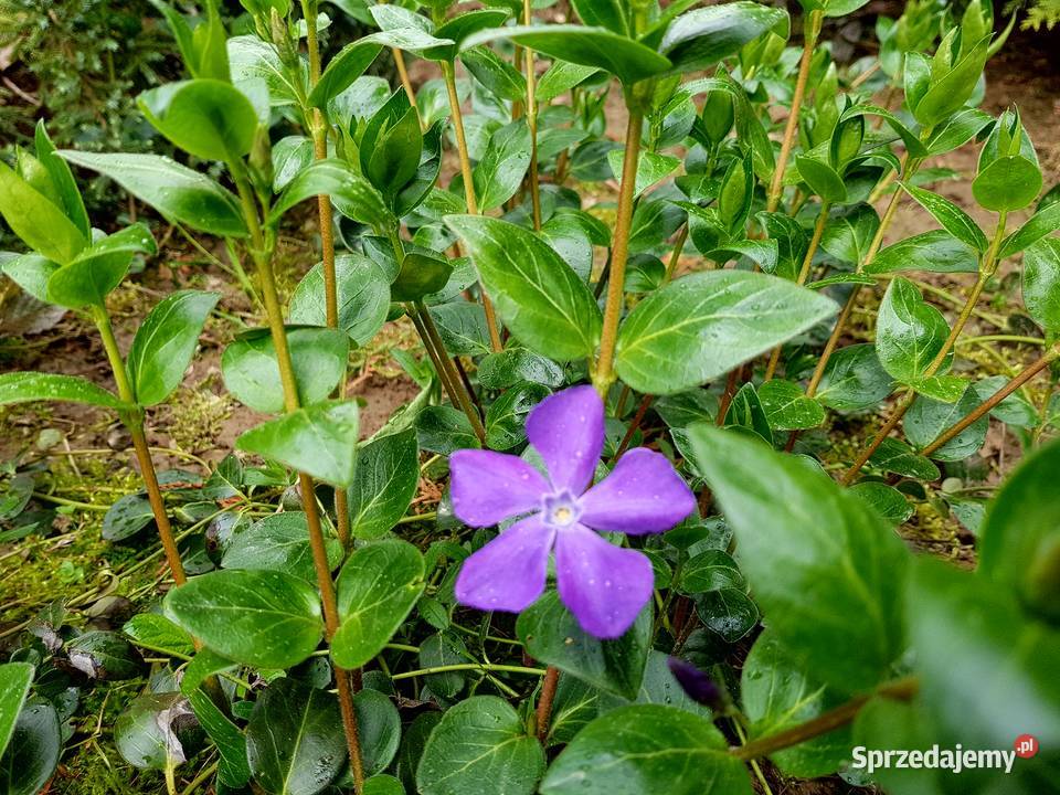 Barwinek pospolity Duże sadzonki Lublin