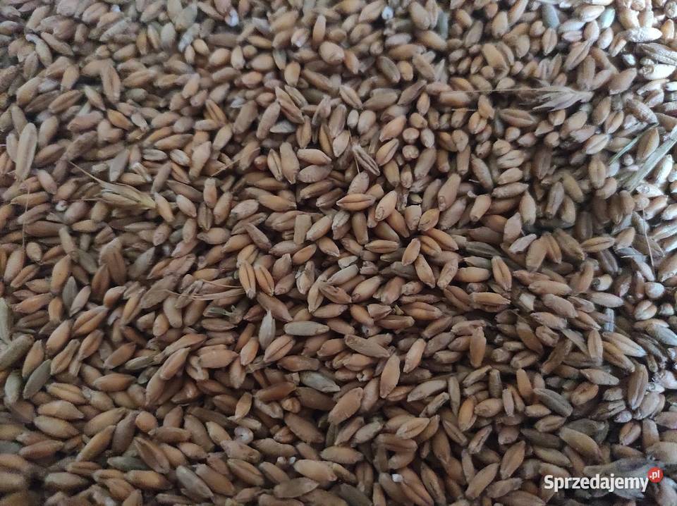 Sprzedam pszenżyto Międzyrzec Podlaski