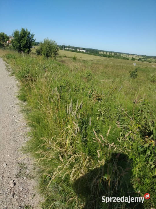 sprzedam działkę z bajorkiem i na działce Sprzedaż
