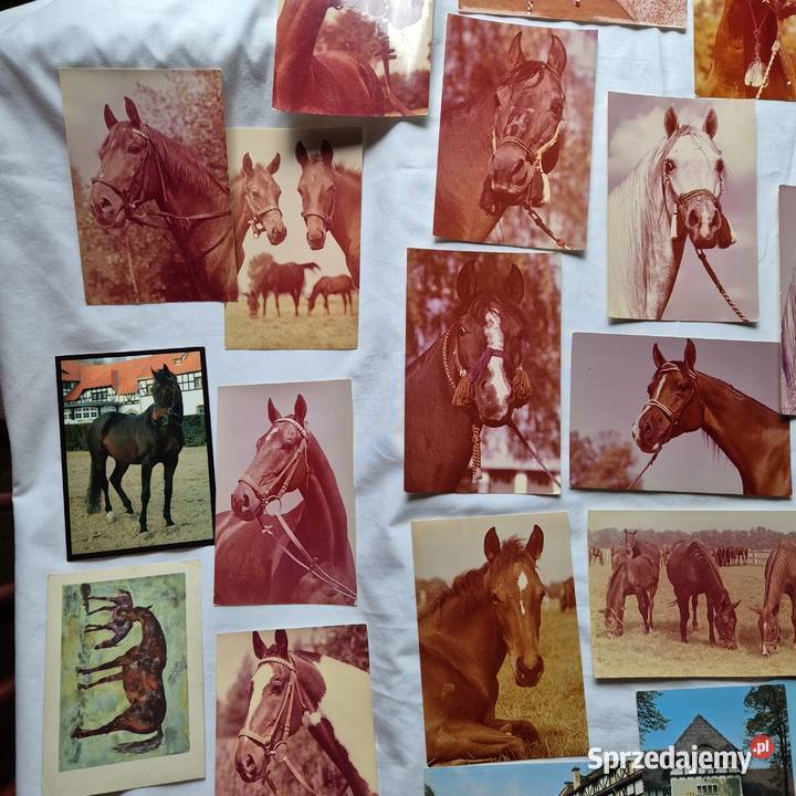 Kartki pocztowe 29 PRL Konie Arabskie Janów Brzesko