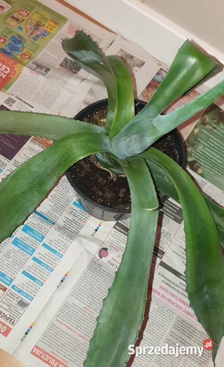 Duża wieloletnia agawa rozpiętość 73 Warszawa