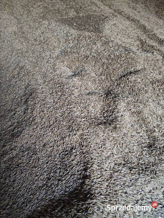 Owies ozimy snowbird Czaple Wielkie