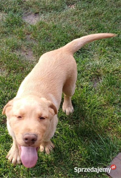 Piękny Labrador Retriever biszkoptowy