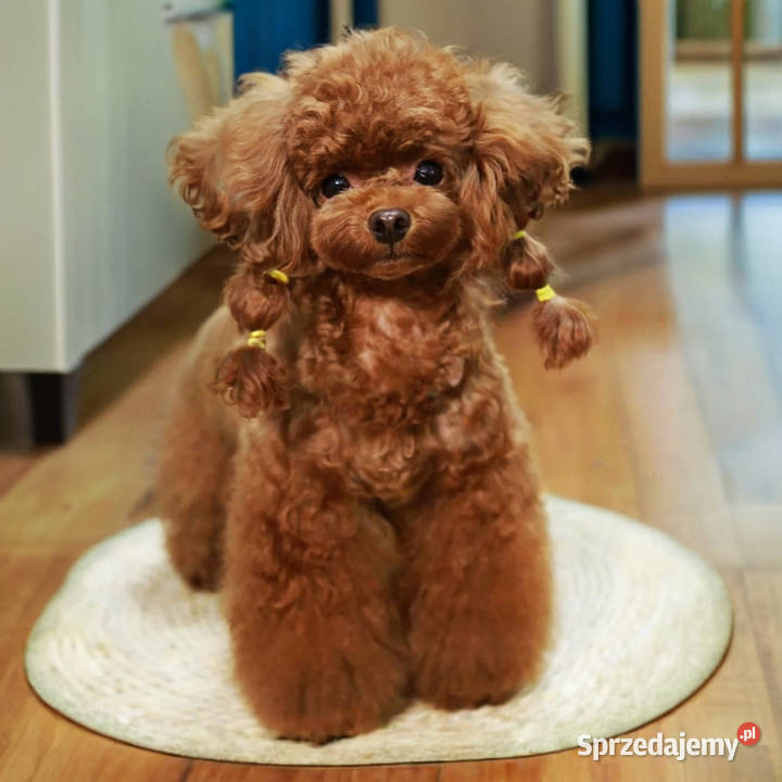 Sliczne pudel pudelki Toy i mini Oława sprzedam