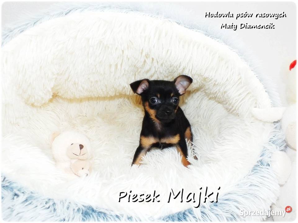 Pinczer miniaturowy Ratlerek tzwsarenka MINI lubuskie Żary