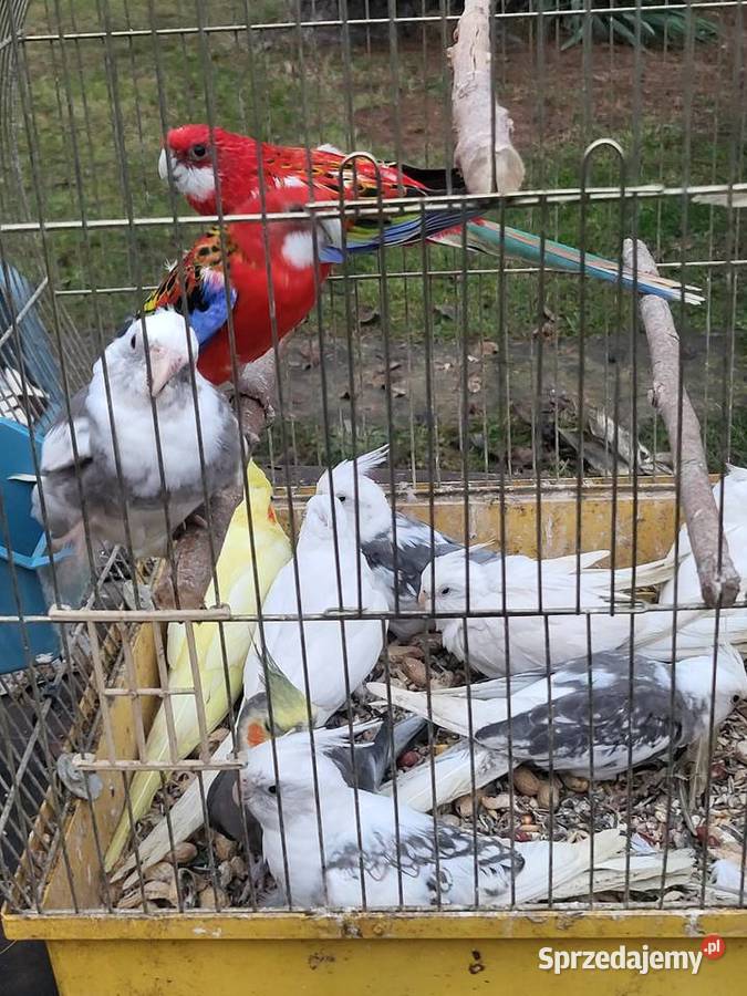 Rozrabia białolice paralęgowa Wrocław sprzedam