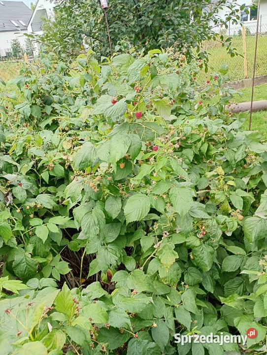 Sadzonki maliny całorocznej Polana prosto z Rośliny