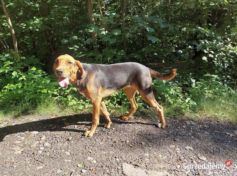 Ogar Polski sunia Pozostałe Wodzisław Śląski