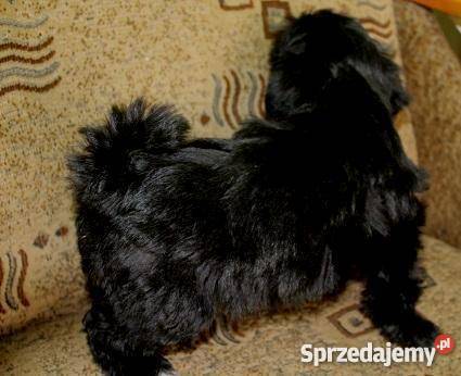 Hawańczyk 3 miesiące piesek Lipno