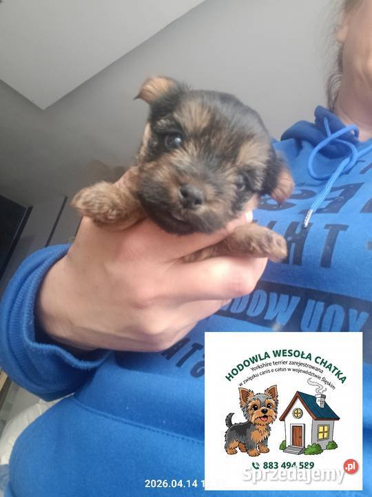 Yorkshire terrier dziewczynka Mochała sprzedam