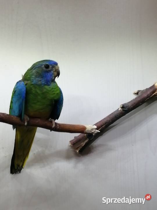 Łąkówki wspaniałe samiczki wielkopolskie Turek