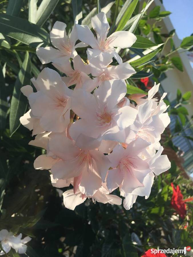 Sadzonki oleander o pachnących kwiatach na Brzeźnica