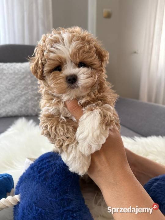 Maltipoo xxs pieski sprzedam
