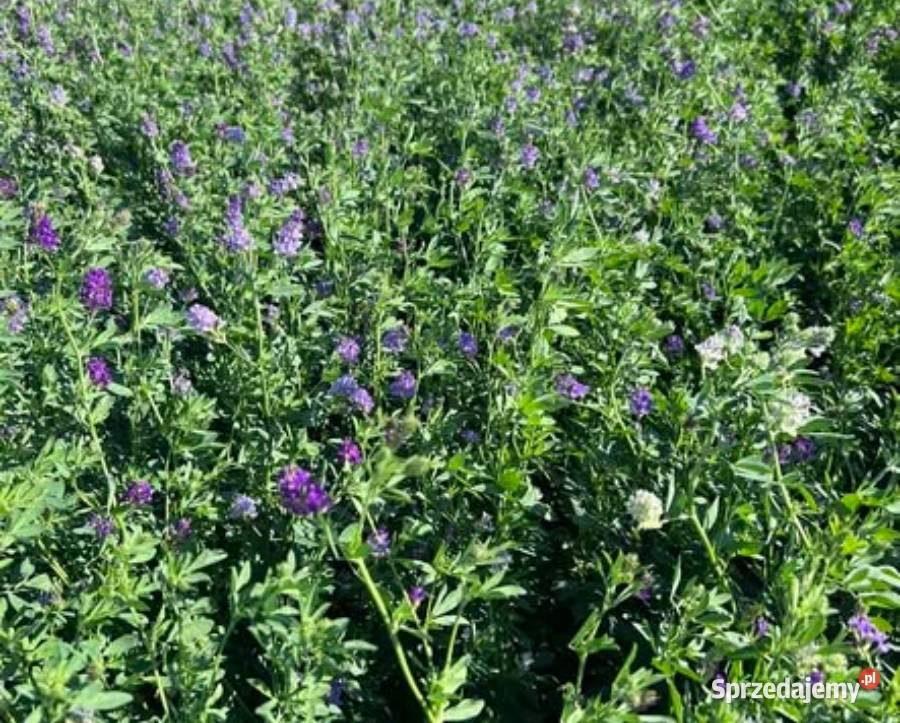 DSV Lucerna PowerMix COUNTRY 2060 Mieszanka Kruszwica sprzedam