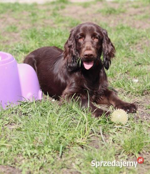 Suczki rasy Field Spaniel Wrocław