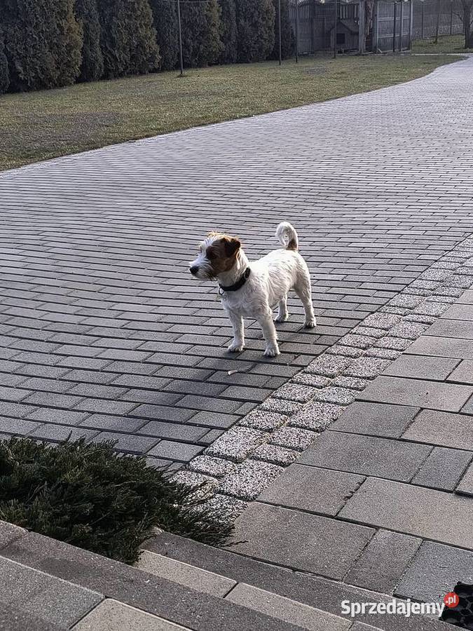 Reproduktor Jack Russell terrier