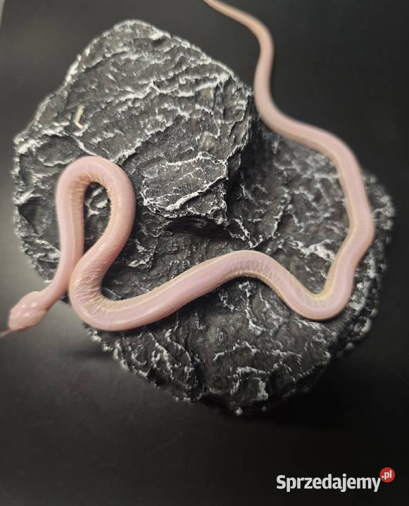 Wąż zbożowy samica dolnośląskie Wrocław