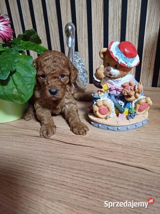 Pudeki Średnie Starogard Gdański
